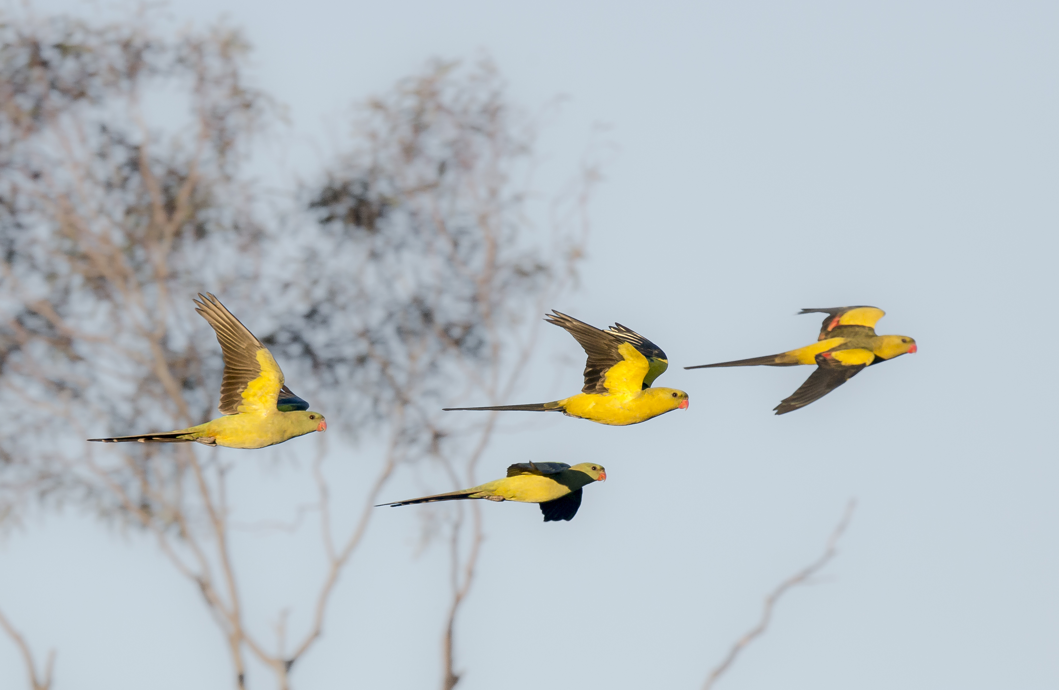 Four Eastern Regent Parrots in flight