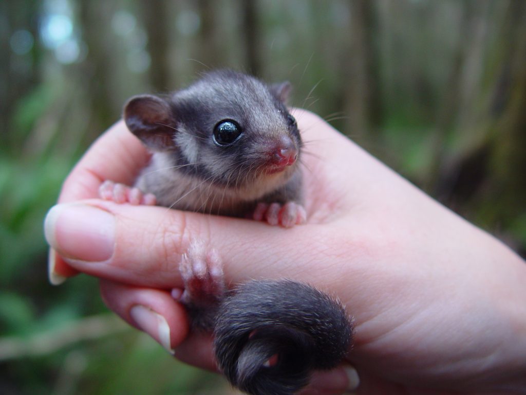 A hand holding a tiny Leadbeater's Possum