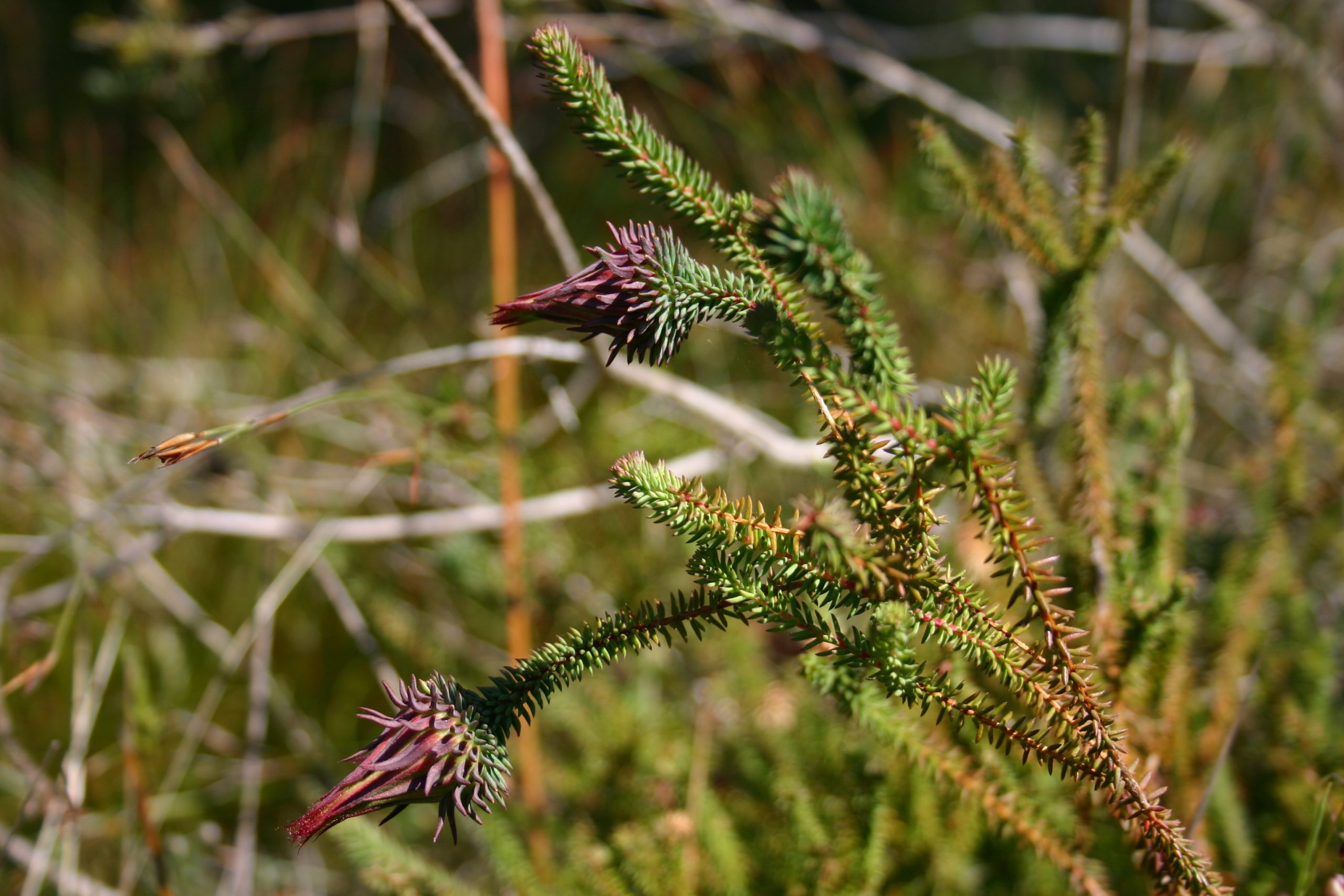 A threatened plant